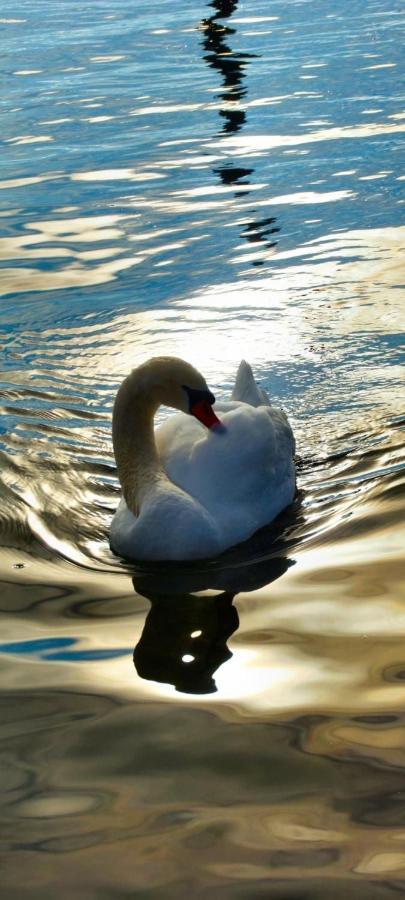 Ferienhaeuschen Am Traunsee Mit Tretboot Zur Freien Nutzung Am Badeplatz 阿尔特穆斯特 外观 照片